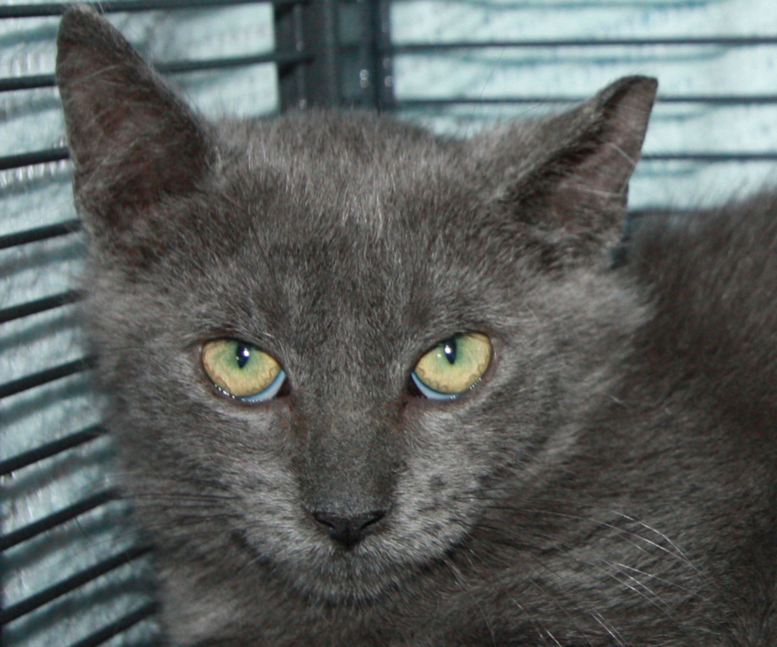 Adopt a friend: Flurry